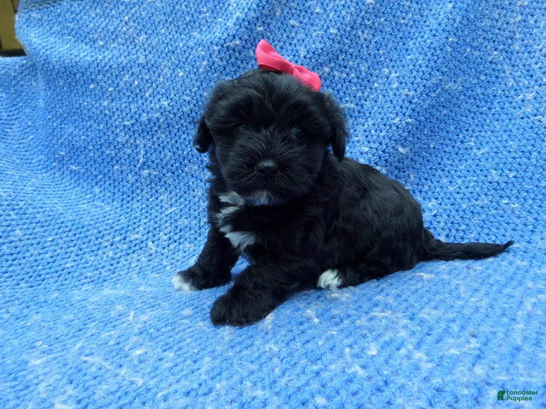 Malshi dogs for sale: Winny - Ad 1