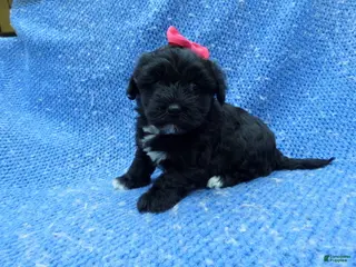 Malshi dogs Winny - Ad 6