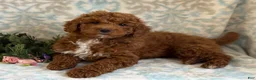 Mini Goldendoodle dogs for sale: Blitz - Ad 4
