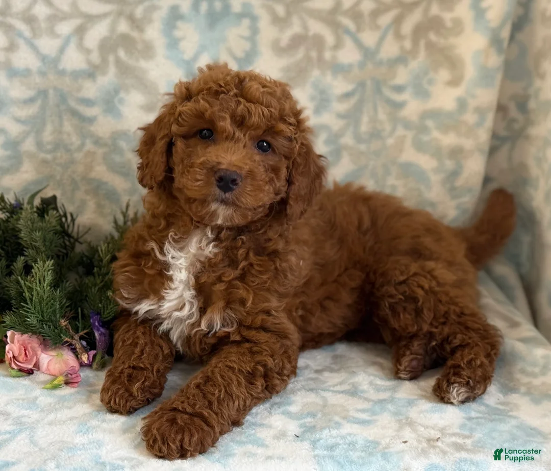Mini Goldendoodle dogs for sale: Blitz - Ad 4