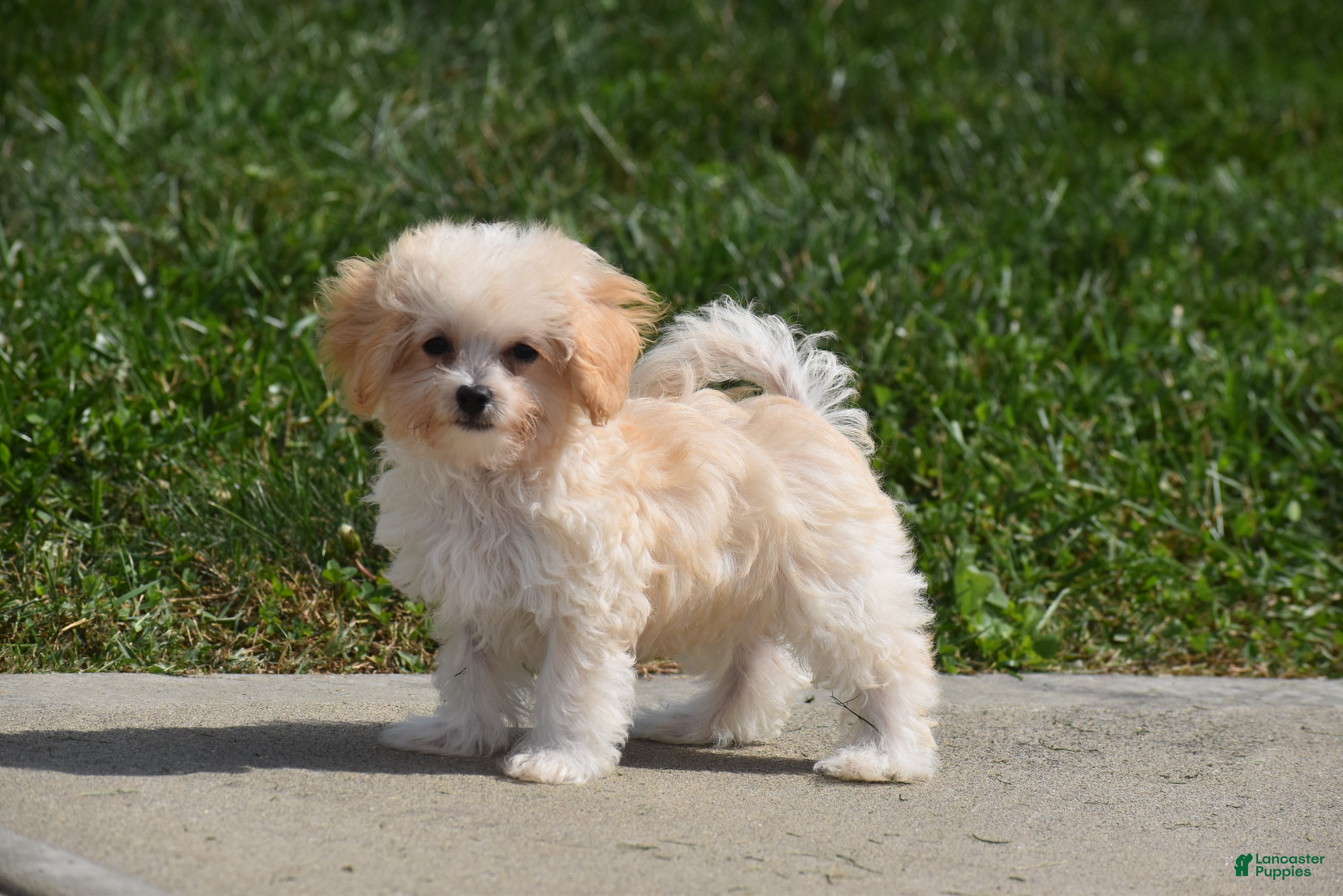 Maltipoo dogs Biscuit - Ad 1