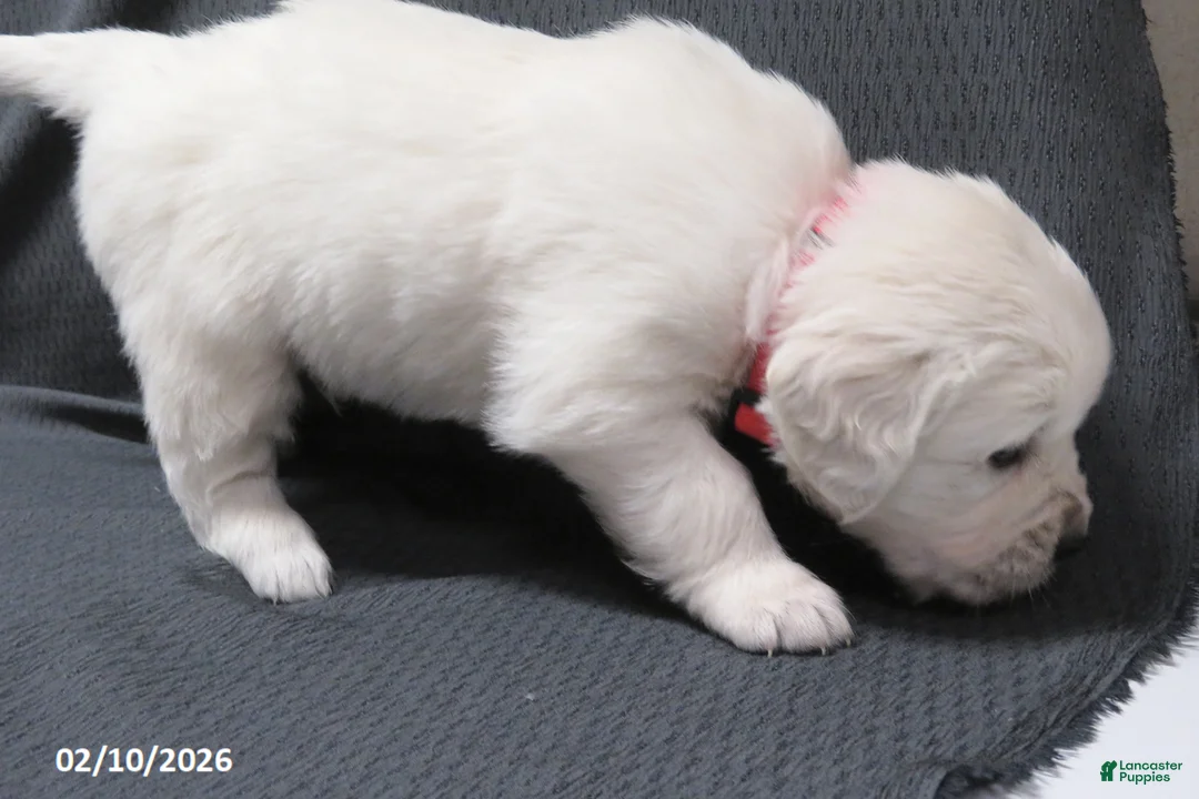 Golden Retriever dogs for sale: Popcorn - Ad 4