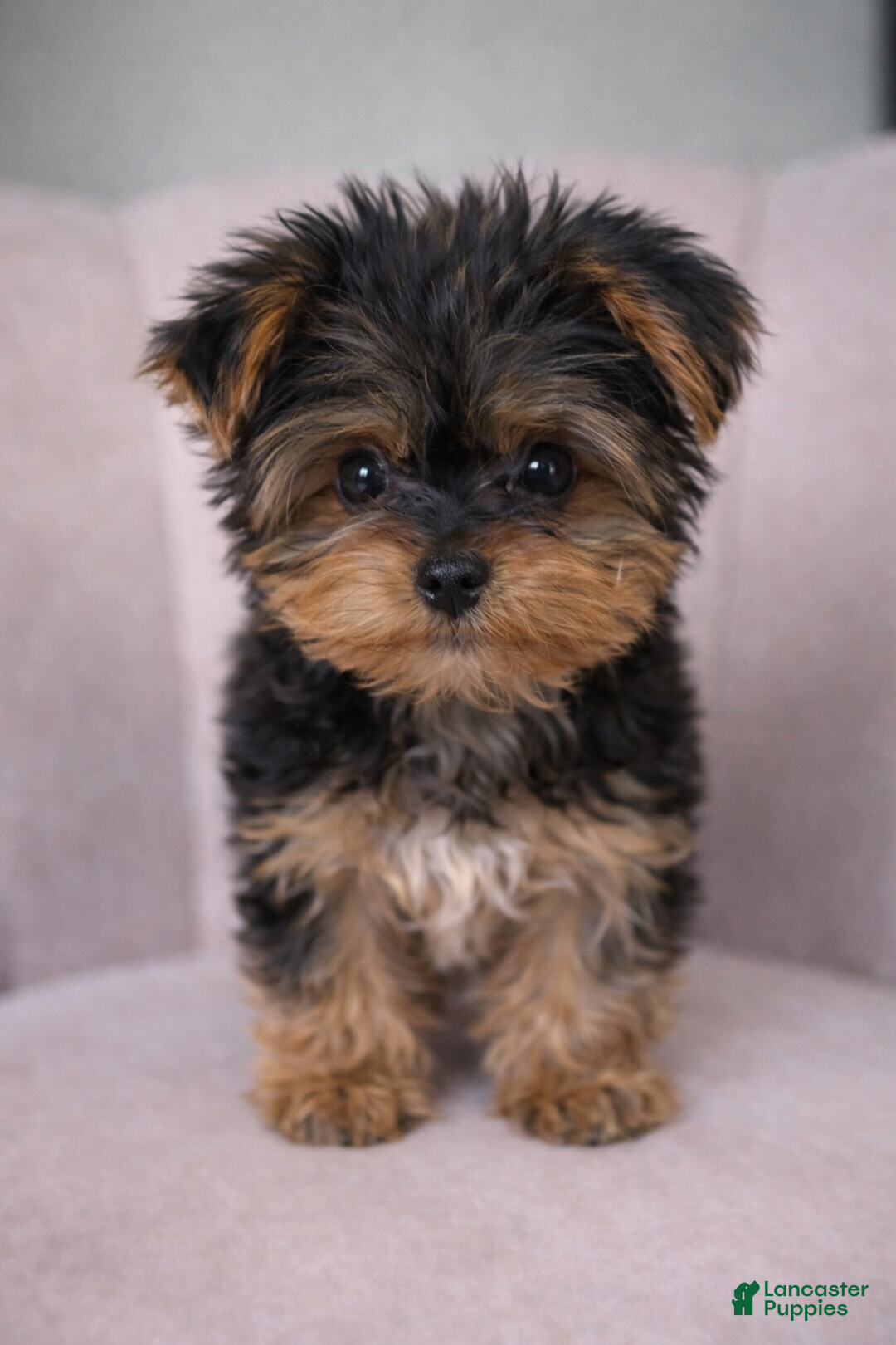 Yorkshire Terrier dogs for sale: 🐾 Puppy #1 – Oliver (Male) - Ad 2
