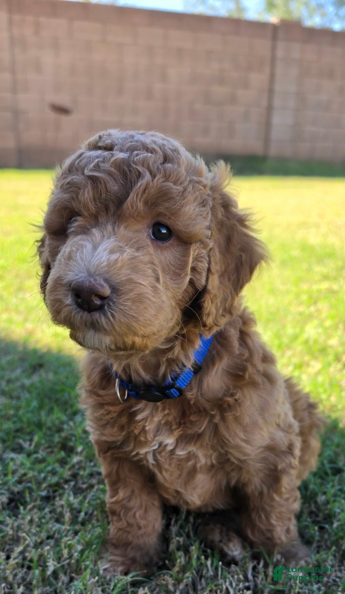Mini Goldendoodle dogs for sale: Johnny (30-35 pounds) - Ad 1