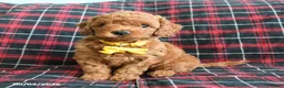 Cockapoo dogs for sale: Bear - Ad 1