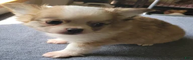 Chihuahua 1