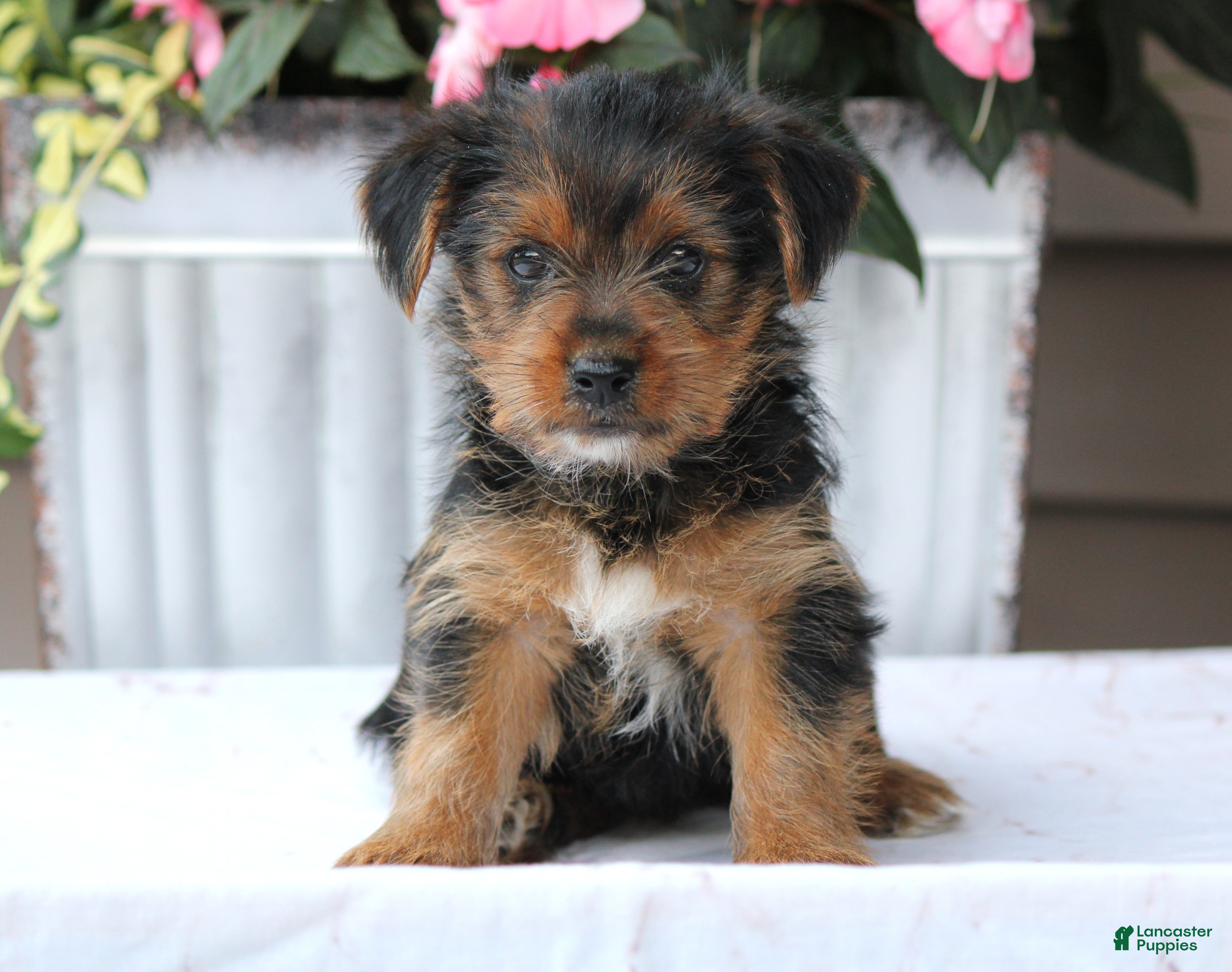 Yorkshire Terrier dogs Ellie - Ad 2