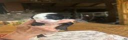 Sheepadoodle dogs for sale: Lizzy - Ad 6