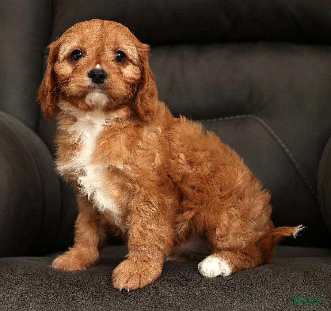Cavapoo dogs for sale: Carla - Ad 6