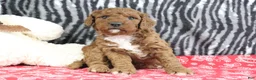 Mini Goldendoodle dogs for sale: Maggie - Ad 7