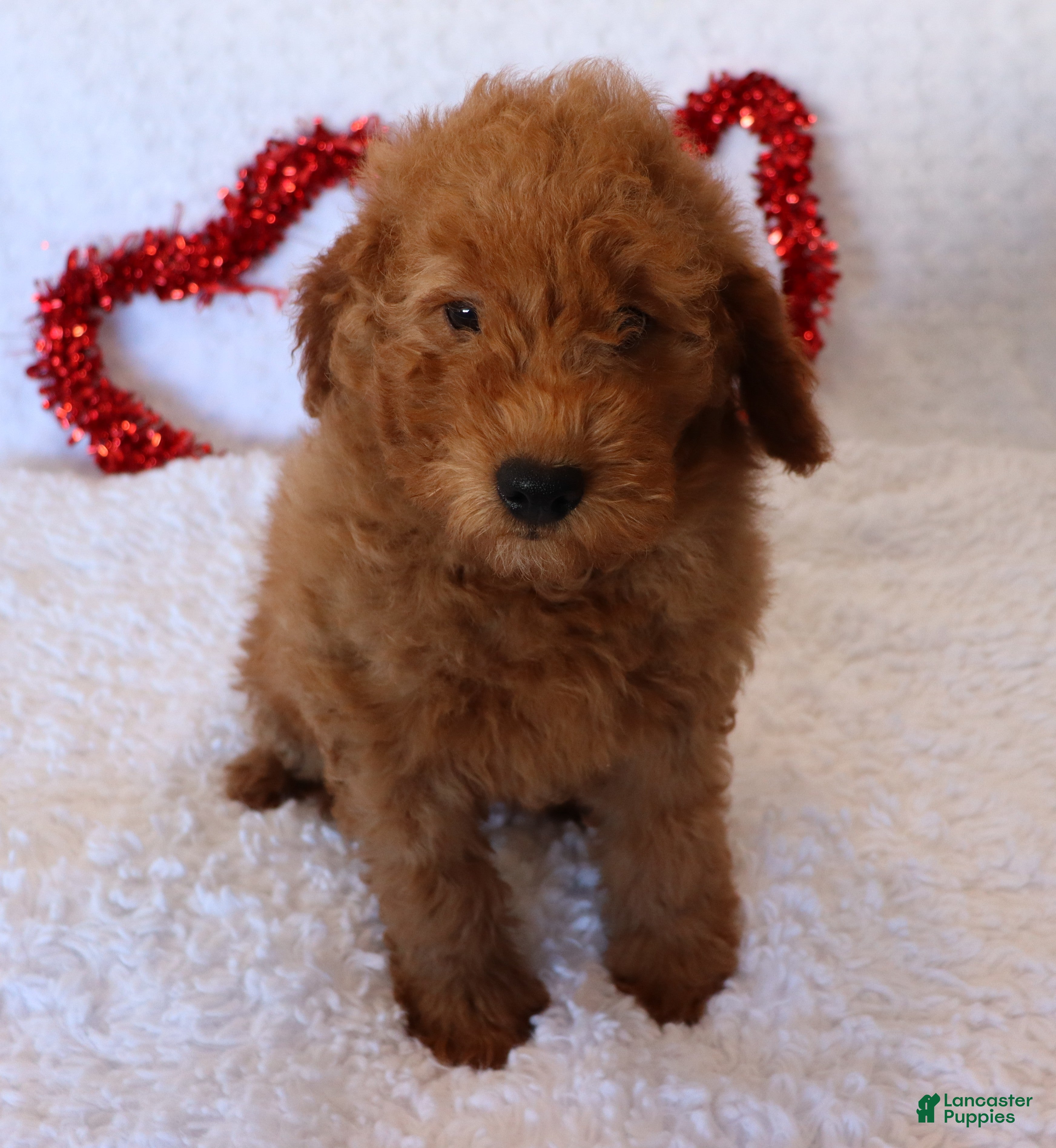 Mini Goldendoodle dogs Maeve - Ad 2