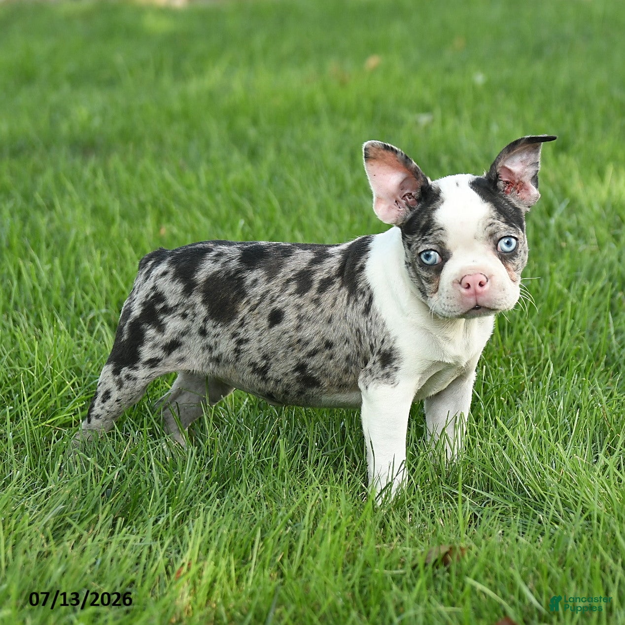 Boston Terrier dogs Bella   - Ad 1