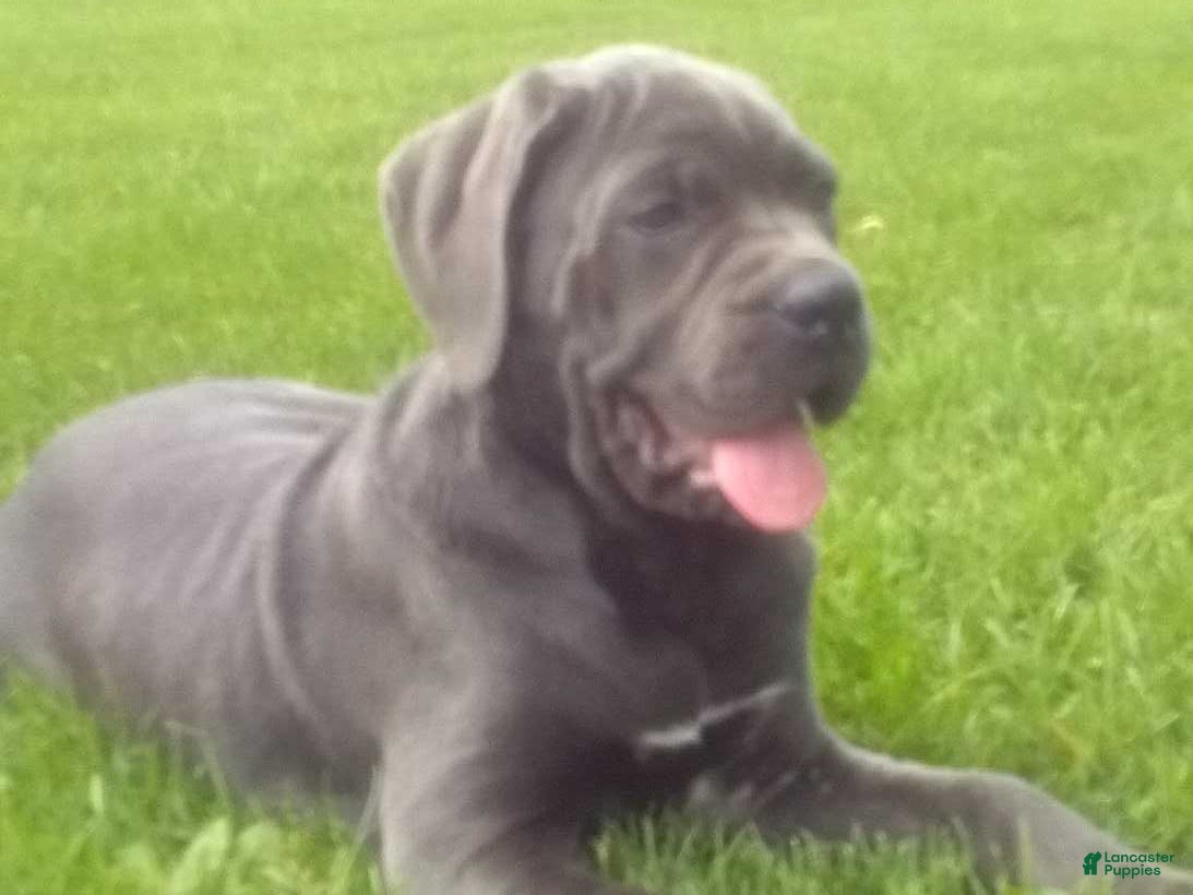 Cane Corso dogs Diamond - Ad 2