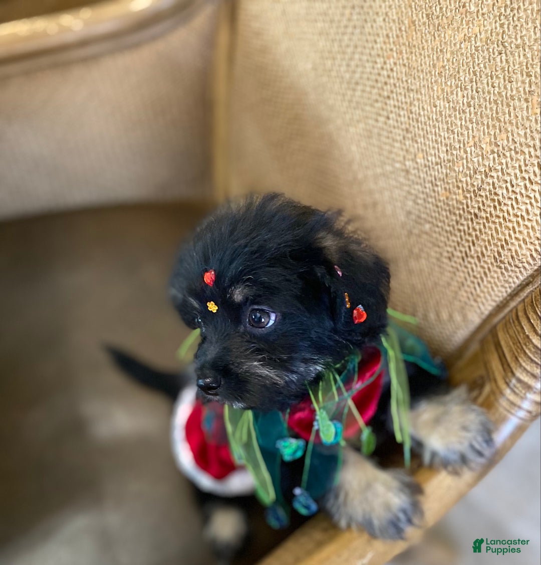 Shorkie dogs for sale: Shorkie Puppy 1 - Ad 3