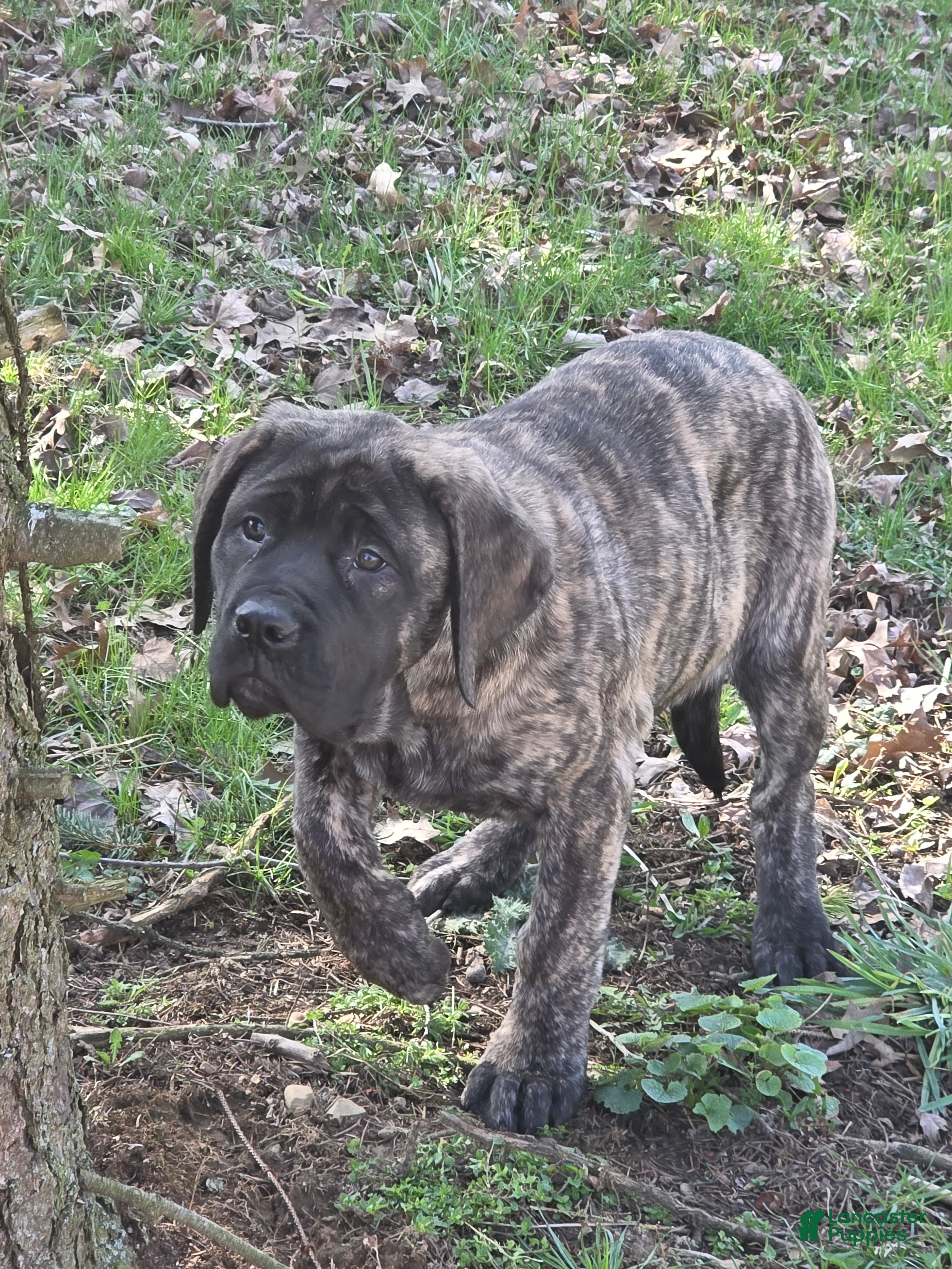 English Mastiff dogs Nala - Ad 5