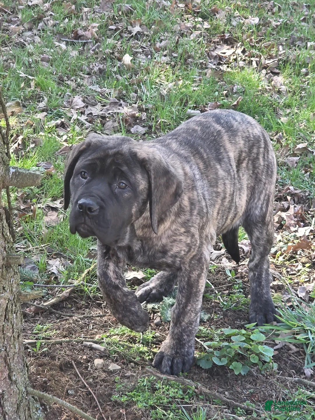 English Mastiff dogs for sale: Nala - Ad 1