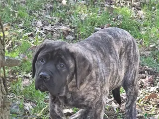English Mastiff dogs Nala - Ad 5