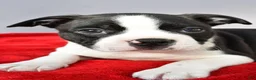 Boston Terrier dogs for sale: Kobe - Ad 7