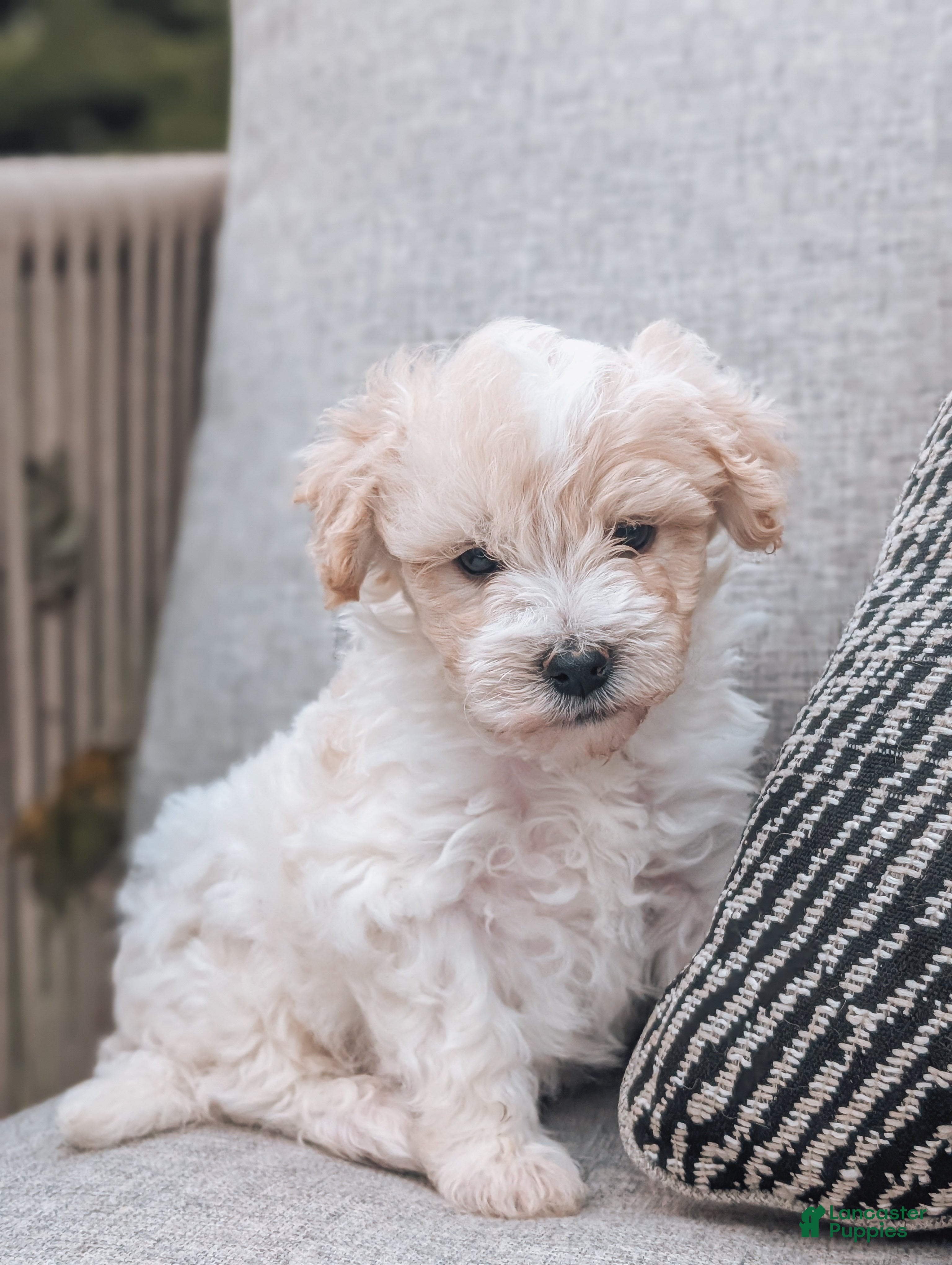 Havanese dogs Timmy - Ad 1