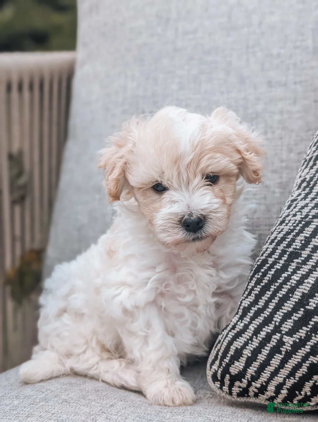 Havanese dogs for sale: Timmy - Ad 1