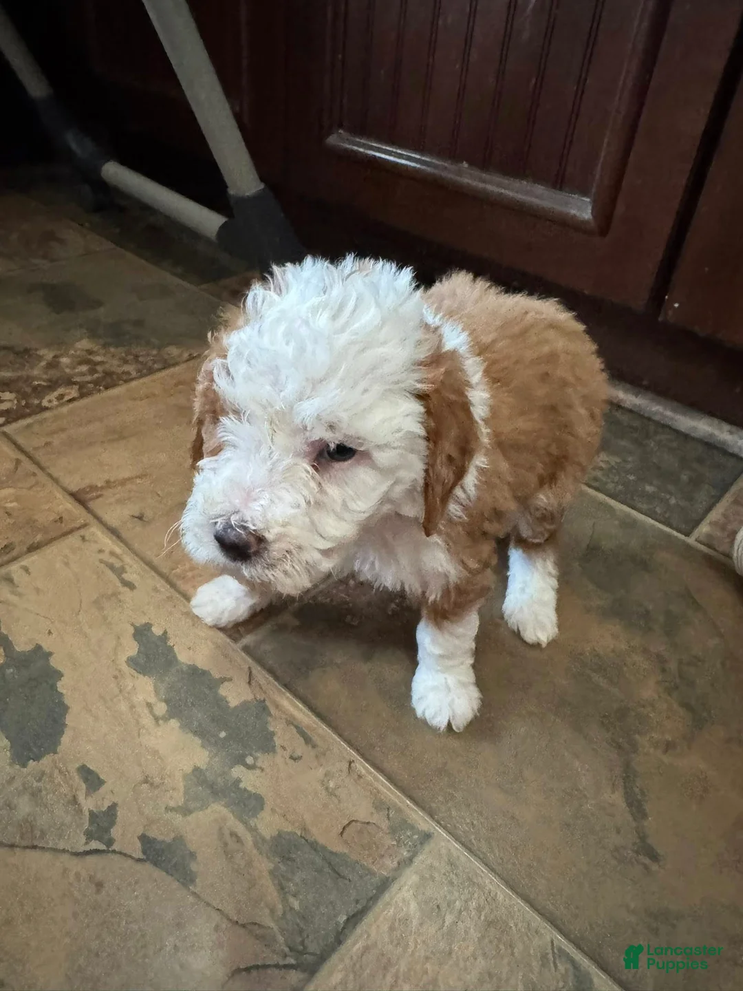 Bernedoodle dogs for sale: mini Bernedoodle Puppy 8- pink collar - Ad 3