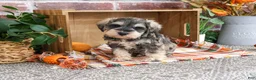 Miniature Schnauzer dogs for sale: Roosevelt - Ad 4