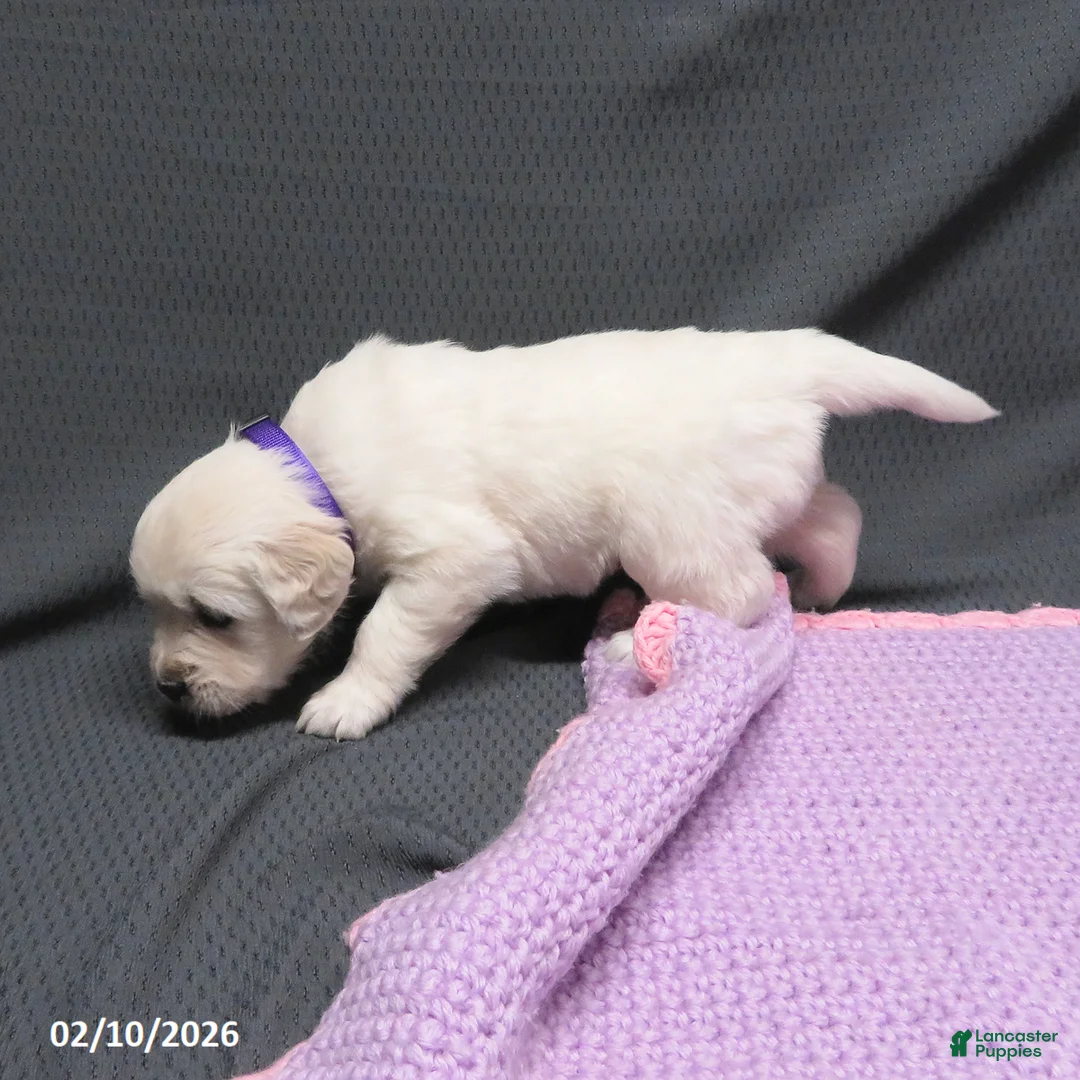 Golden Retriever dogs for sale: Sugar - Ad 4