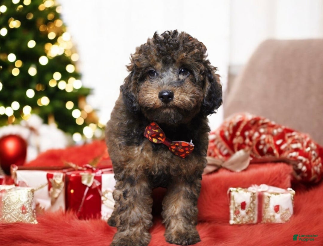 Toy Poodle dogs for sale: Denim  - Ad 3