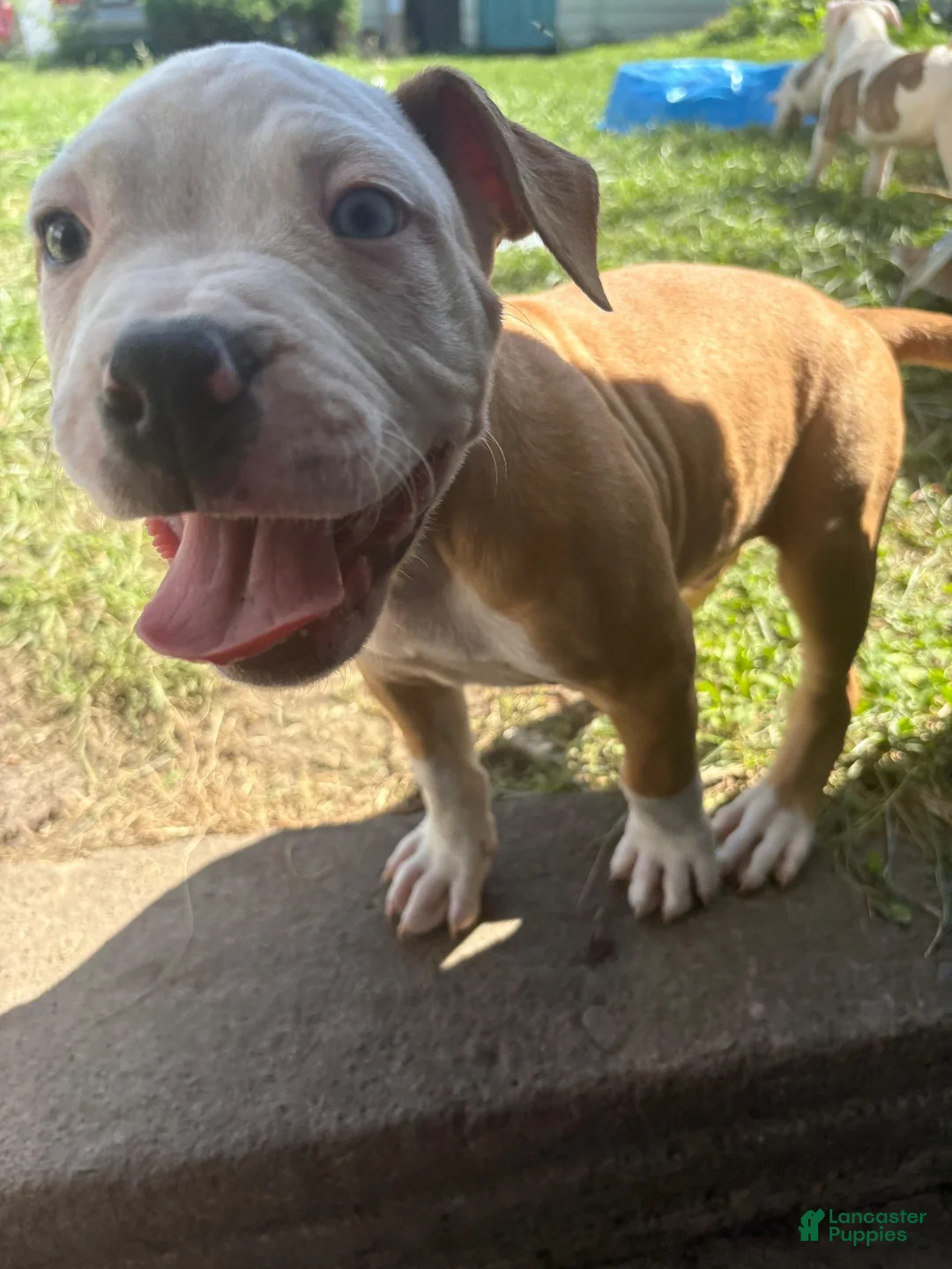 Mixed Breed dogs for sale: Jefe - Male - Ad 2
