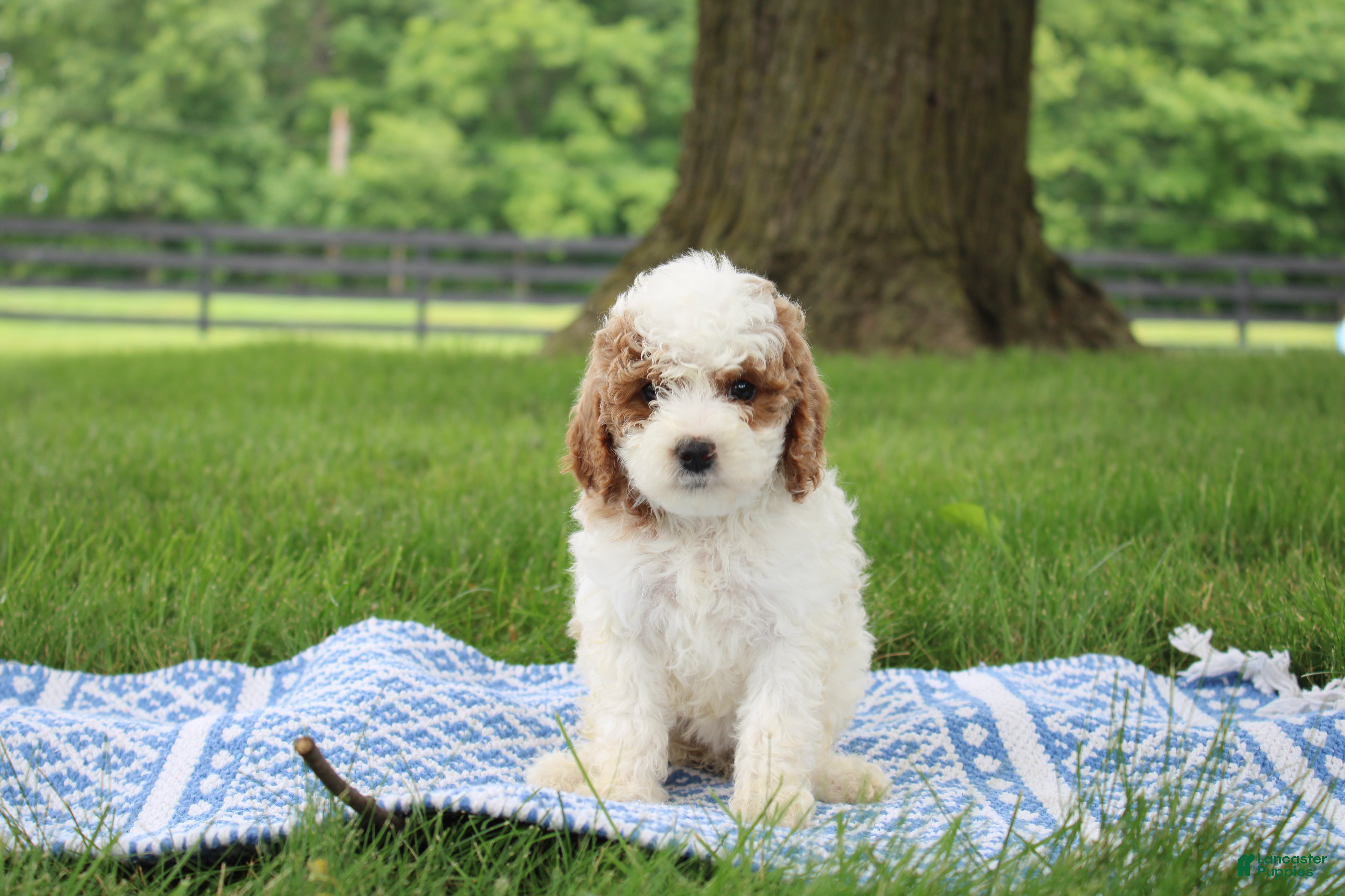 Mini Goldendoodle dogs Ranye  - Ad 1