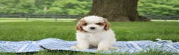 Mini Goldendoodle dogs for sale: Ranye  - Ad 1