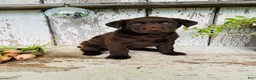 Labrador Retriever dogs for sale: Tia  - Ad 6