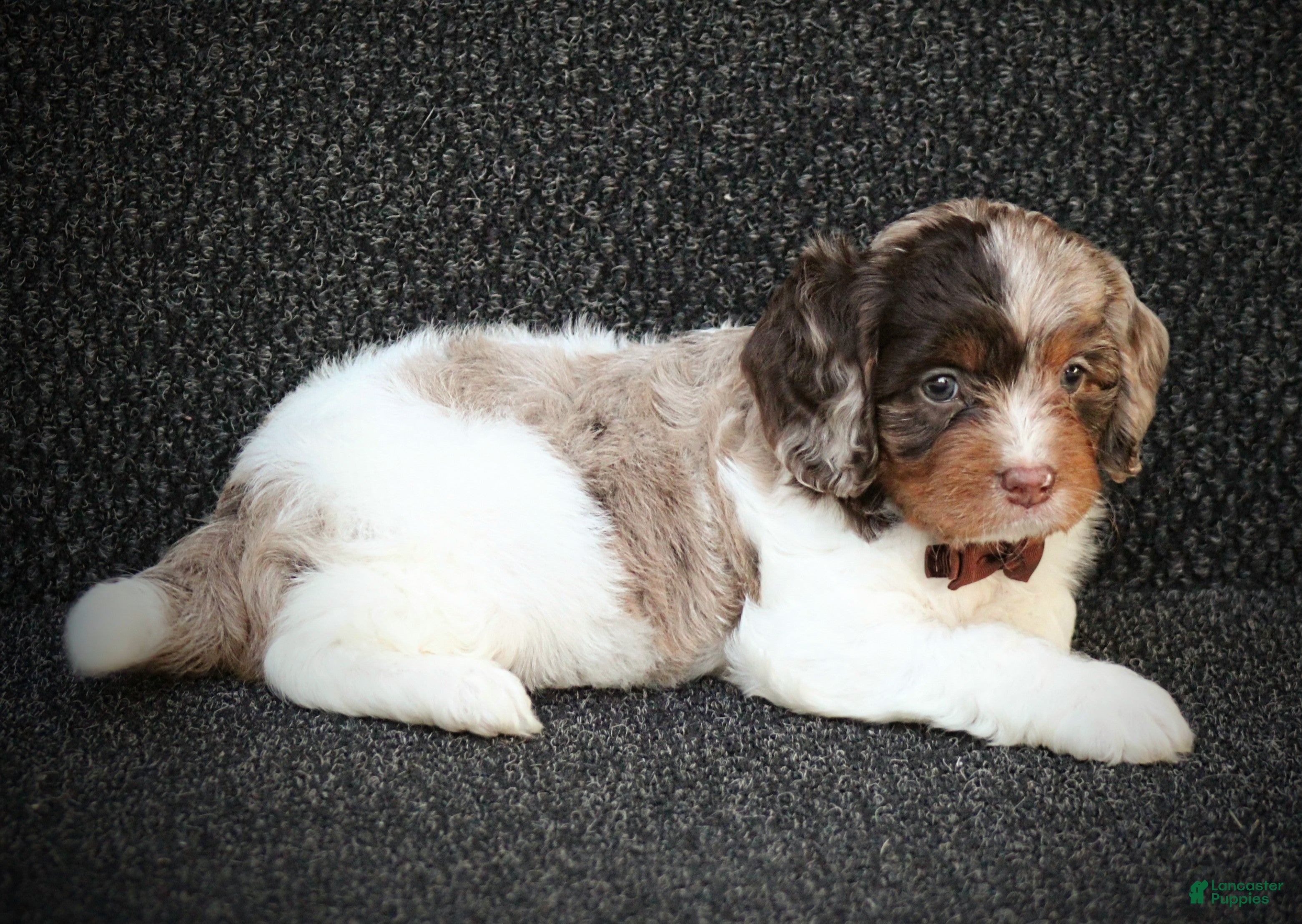 Cavapoo dogs Rubble - Ad 2