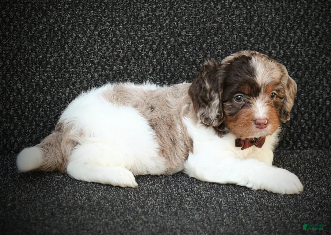 Cavapoo dogs for sale: Rubble - Ad 2