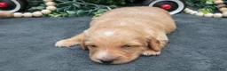Miniature Dachshund dogs for sale: Skye - Ad 3