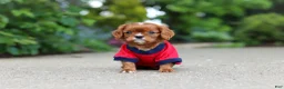 Cavalier King Charles Spaniel dogs for sale: George - Ad 12
