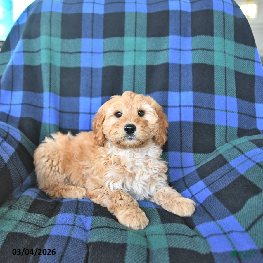 Mini Goldendoodle dogs Spencer - Ad 2