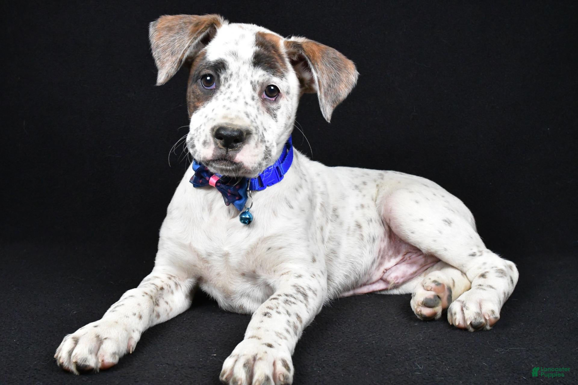Boxer dogs for sale: Rascal Boxer mix - Ad 1