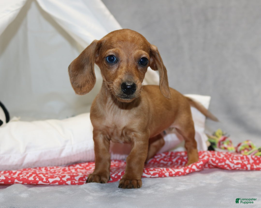 Miniature Dachshund dogs for sale: Button - Ad 12