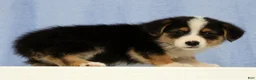 Mixed Breed dogs for sale: Denali - Ad 4