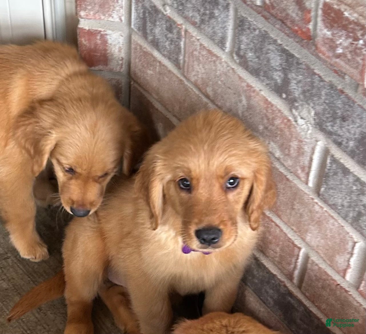 Golden Retriever dogs Golden Retriever Puppy 6 - Ad 1