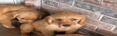 Golden Retriever Puppy 6