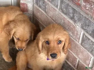 Golden Retriever dogs for sale: Golden Retriever Puppy 6 - Ad 3