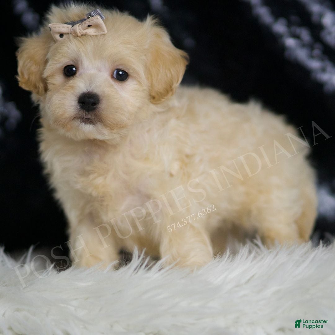 Golden Maltipoo Puppies for sale Lancaster Puppies