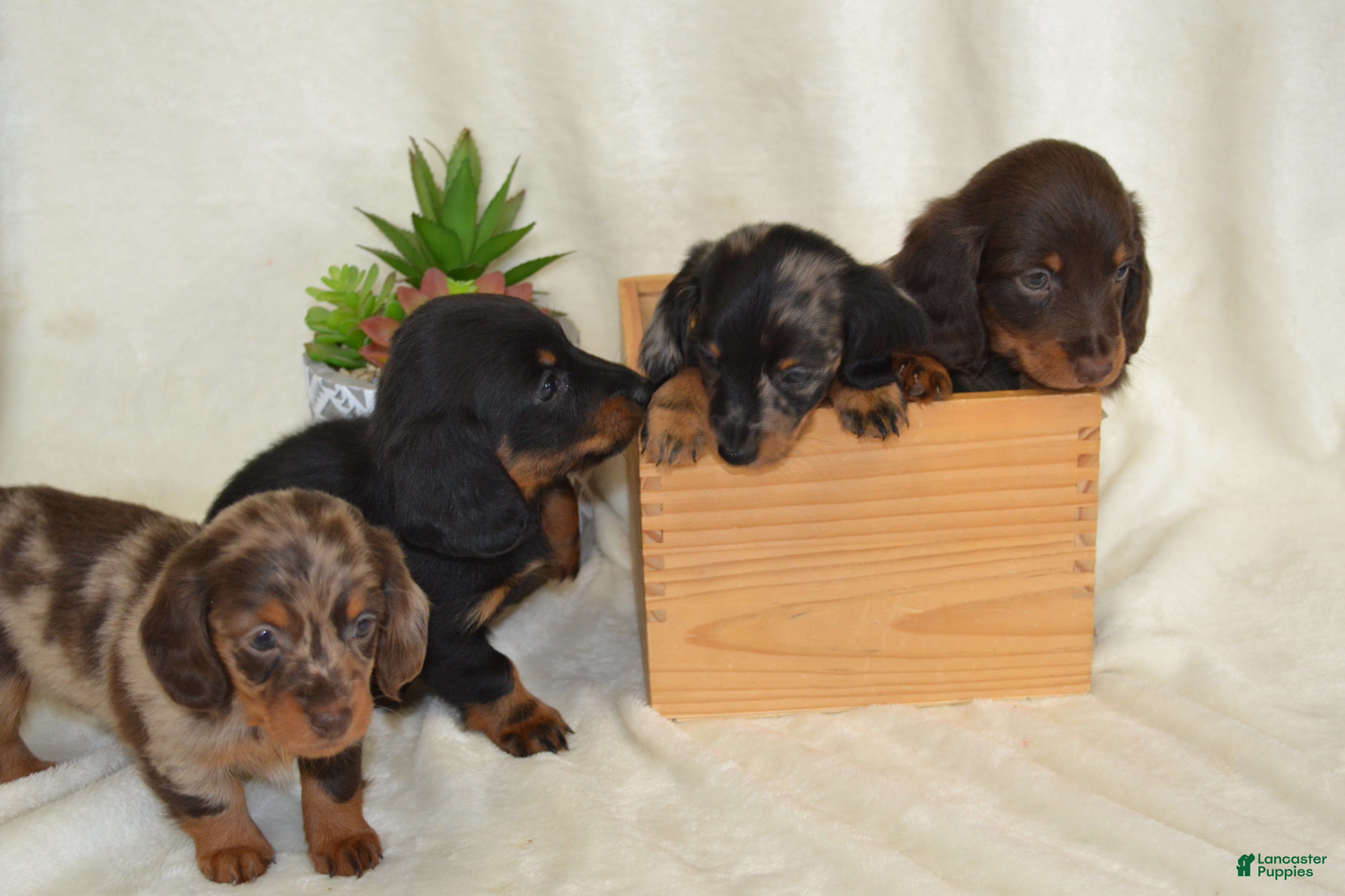 Dachshund dogs Sage - Ad 1