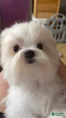 Cooper