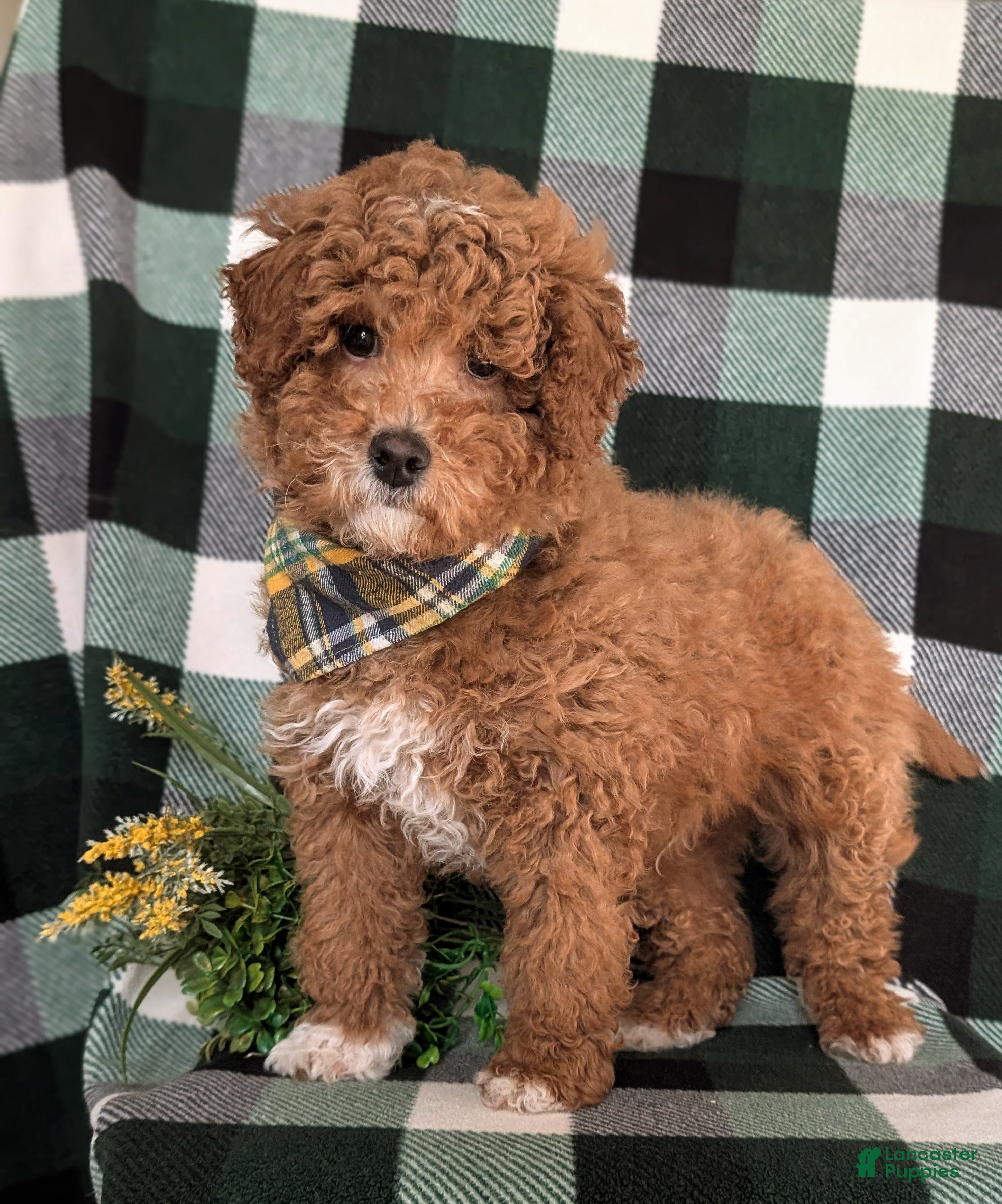 Miniature Labradoodle dogs Dunmore Hypoallergenic - Ad 2