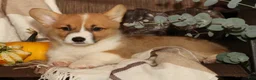 Welsh Corgi Pembroke dogs for sale: Oscar - Ad 5