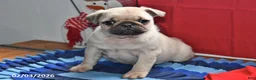 Pug dogs for sale: Cupid - Ad 5