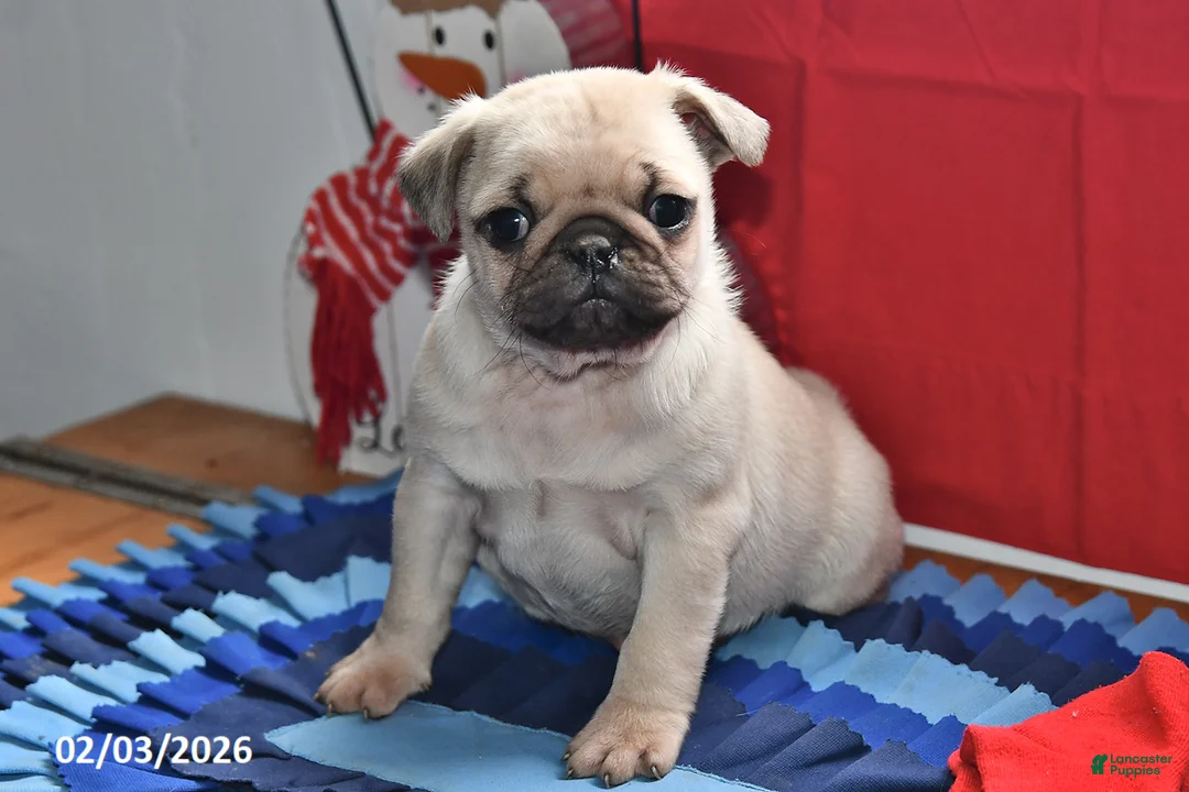 Pug dogs for sale: Cupid - Ad 5